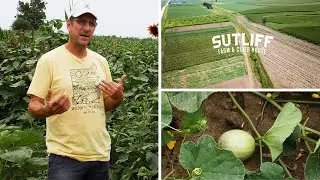 A Walkthrough of the Crops Grown at Sutliff Farm & Cider House