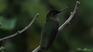 Picaflor Chico  (Sephanoides sephaniodes) Valdivia