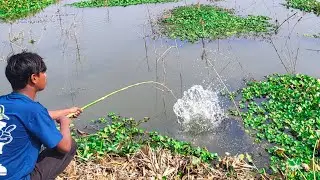Best Amazing Fishing Video 🎣🐟 Fishing With Hook Catching Koi Fish Hunting in the Rice Field Canal