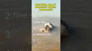 Ranking top 5 funniest turtle moments