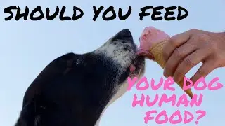 Should I Feed my Dog Human Foods - 7 Most Dangerous Foods for Dogs