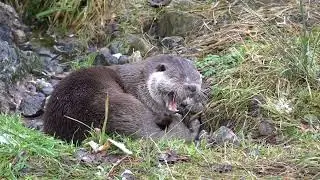 Natur- und Tierpark Goldau, 6. Januar 2022