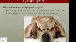 The Canine Fitness Centre - Preventing Canine Hip Dysplasia - Part 1