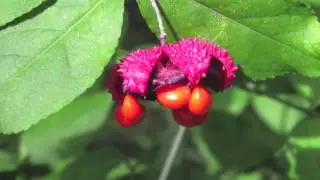 Strawberry Bush