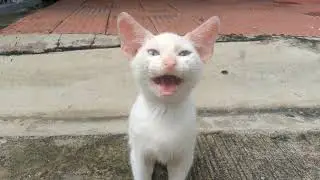 HUNGRY CAT, CHICKEN ROOSTER EAT, NATURE ASMR PROVINCE LIFE MORNING ROUTINE DAILYLIFESTORY