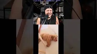 Snoop DOG 🐶 China Beatbox #beatbox #tiktok