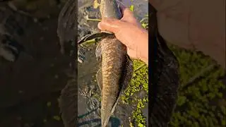 Amazing Mud Fishing | Catching Giant Snakehead Fish by Hand