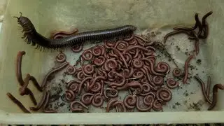 1 Big Millipede Discover With Other Red Spotted Millipede And Hundreds Red Millipedes Worms