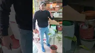 تقليم التربية وتقليم الإثمار لأشجار المانجو .. متى وكيف #البحرين #زراعة #agriculture