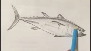 Como desenhar um piexe atum how to draw a fish realistic sketch