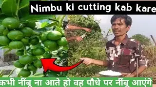 Nimbu ki cutting kab kare✂️||कभी नींबू ना आते हो वह पौधे पर नींबू आएंगे||Lemon cutting #viral 