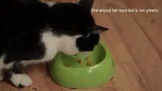 Pip a black and white elderly cat who is in foster care and up for adoption in her forever home.