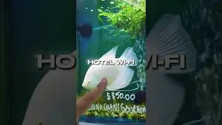 Why Giant Gouramis Outgrow Almost Every Tank