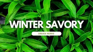 Introducing Herbs:  Winter Savory