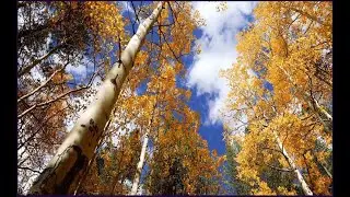 Aspen trees in autumn with vibrant fall foliage. #aspentrees #autumn #Colorado #fallfoliage