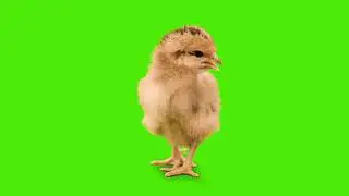 cute chicks best green screen effect