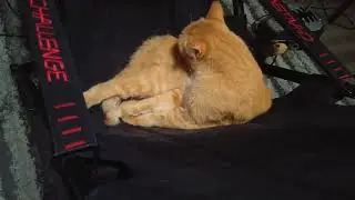 Why pets are so important to all of us.