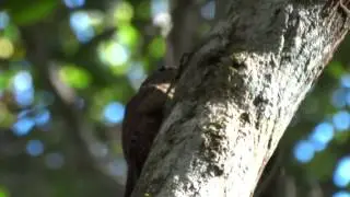 Buff-throated Woodcreeper (Xiphorhynchus guttatus)