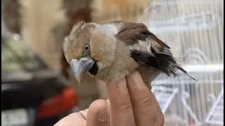 البلبل الزيتوني شاهد ما اجمله مع جمال العمواسي
