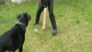 Dogacademy