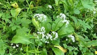 Czosnek niedźwiedzi &ndash; aromatyczny skarb natury pod ochroną