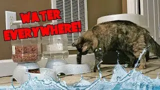 CAT PLAYS IN WATER BOWL AND MAKES A BIG MESS