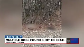 Multiple dogs found shot to death in Greenville Co.