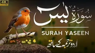 Surah yaseen#duet#2026#beautifulquranrecitation#hearttouching#clamingsound#peaceofmind#ythdvideo#  