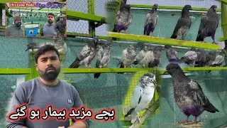 Baby Pigeons Sahi Huna Ka Name Hi Mahi Le Rahy 🤗