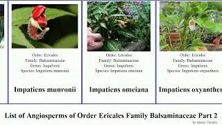 List of Angiosperms of Order Ericales Family Balsaminaceae Part 2 impatiens minor featuring pale