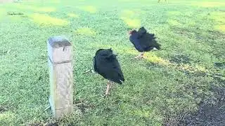 SWAMPHEN & COMMON MOOREHENS
