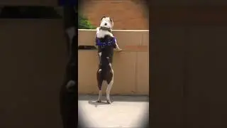 Pitbull dog #shorts #youtubeshorts #pitbullstatus