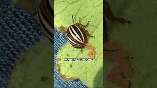 The Colorado Potato Beetle: Rapid Reproducer | 197/365