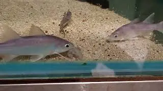 Polydactylus macrophthalmus帝王千手佛巨型千手佛#wild_fish#悠遊魚坊yoyofishroom