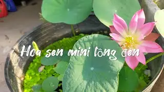 Mini lotus 'Little Lantern' - Mini lotus lantern 🌱 | Aquatic Plant