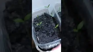 Paprika 