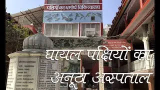 जहां पक्षियों का होता है इलाज व देखरेख | Charity Bird Hospital | Lal Mandir Chandni Chowk Old Delhi