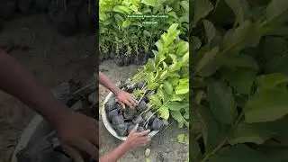 Red Diamond Guava Plant Loading&hellip;