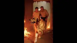 Golden Retriever Saves Elderly Couple From House Fire #dog #goldenretriever #rescue