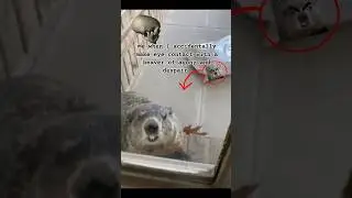 Me when I accidentally make eye contact with the beaver of agony and despair #meme #funny #memes