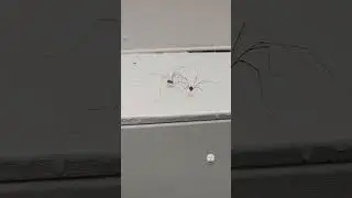 Daddy Long Legs arachnid bites another Daddy Long Legs in pouring rain