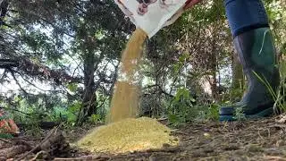 Ani-Logics CRUSH Granular Whitetail Deer Attractant