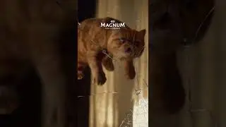 Nothing cracks like Magnum
