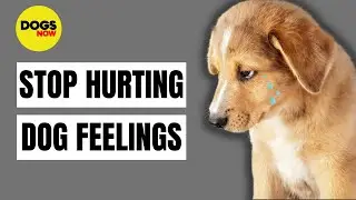 10 Things That Emotionally Hurt Your Dog