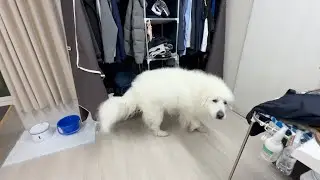 耳掃除からなんとか逃れようとする図です