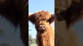 Meet my Little Moo Crew! Highland Cows 🐮