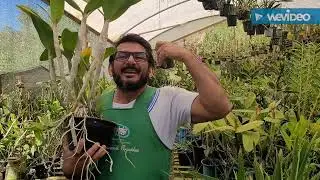 Orquídeas Grandes, Vasos Volumosos