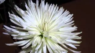 Night humming with camera zooming to flower, no contents at all