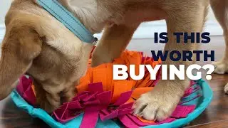 Does a Dog Snuffle Mat Really Work? Puppy Review + Treat Hunt!
