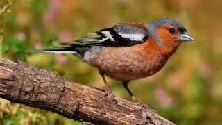 Canto de aves de ciudad
